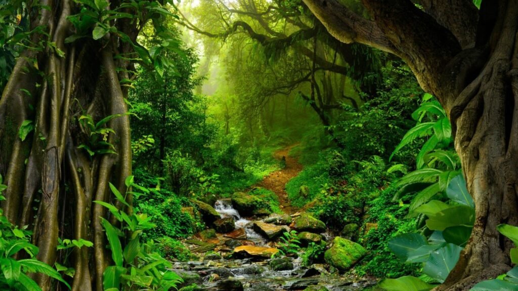 दुनिया की 5 सबसे खूबसूरत जगह, जीवन में एक बार तो यहां आना ही चाहिए. 3 Amazon Rain Forest