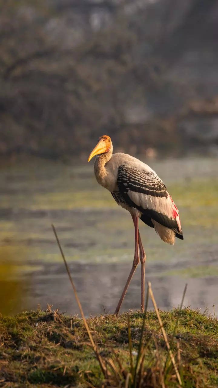 इस मौसम में भारत के पक्षी अभयारण्य अवश्य जाएँ
