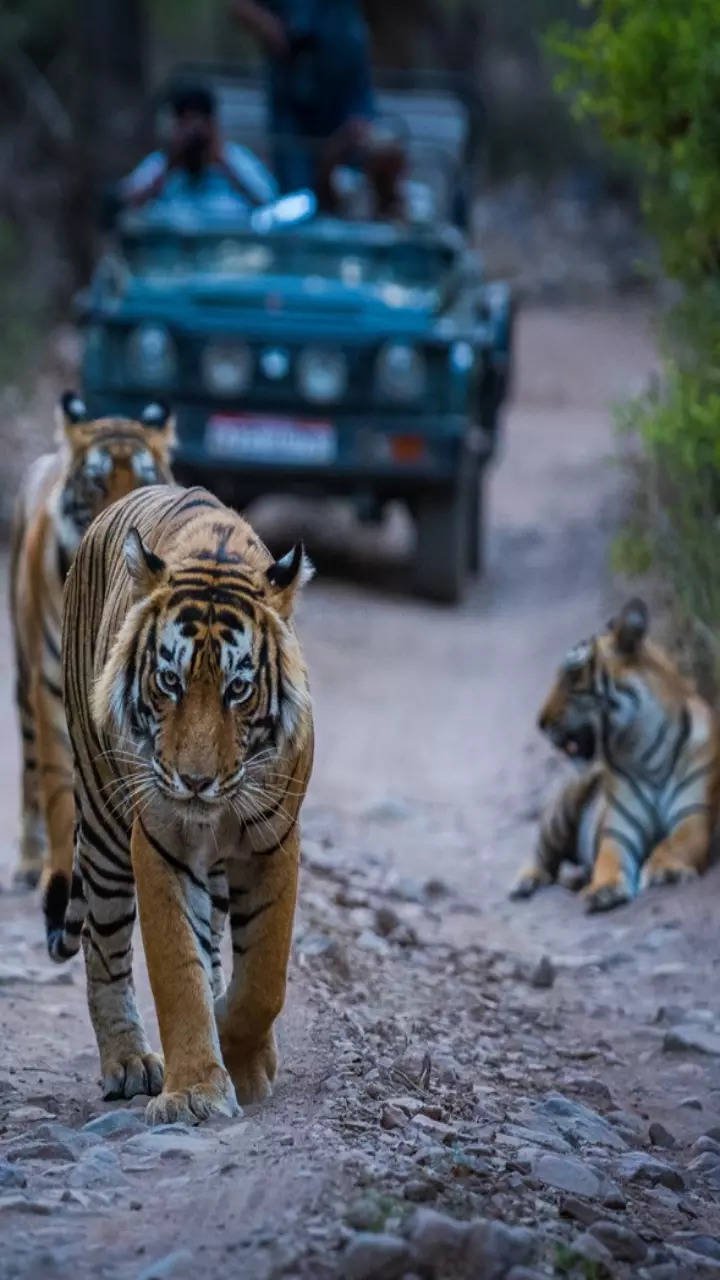भारत में आसान मदर्स डे गेटवे