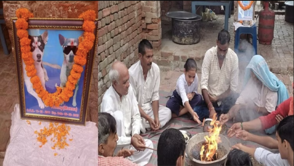UP: ‘टॉमी उर्फ मुन्ना की तेरहवीं’, गांव ने प्रिय कुत्ते के तेरहवीं के लिए आयोजित किया बड़ा भोज 2 टॉमी उर्फ मुन्ना की तेरहवीं